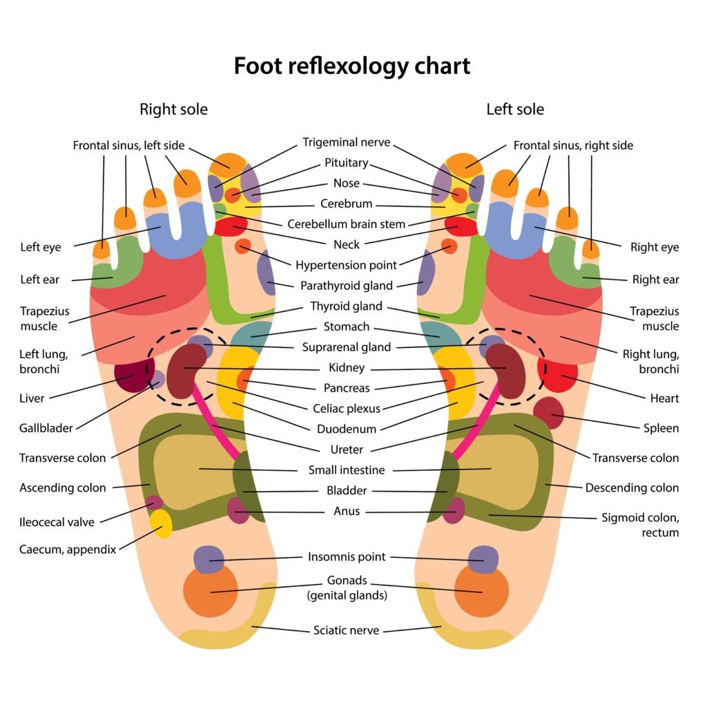 Foot Reflexology Dublin: Rebalancing Your Body from the Ground Up foot reflexology chart coco massage therapy